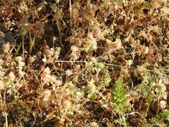 Trifolium angustifolium
