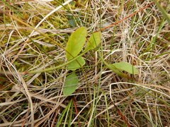 Tephroseris integrifolia atropurpurea