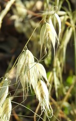 Avena sterilis