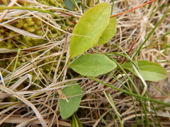 Tephroseris integrifolia atropurpurea