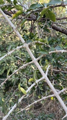 Hyperacanthus amoenus