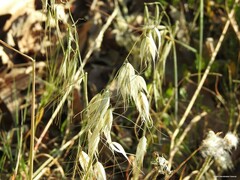 Avena sterilis