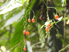 Solanum pittosporifolium
