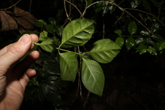 Gynochthodes jasminoides
