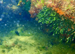 Notolabrus tetricus
