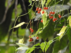 Solanum pittosporifolium
