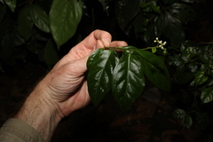 Gynochthodes jasminoides