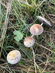 Protostropharia semiglobata