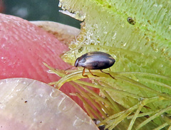 Hydroglyphus geminus