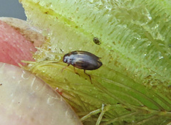 Hydroglyphus geminus