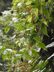 Solanum pittosporifolium