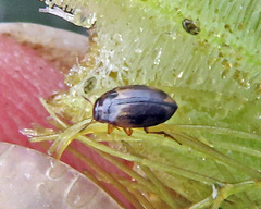 Hydroglyphus geminus