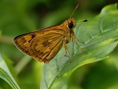 Taractrocera archias
