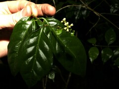 Gynochthodes jasminoides