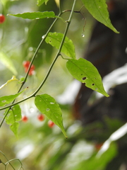Solanum pittosporifolium
