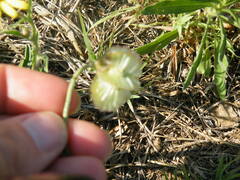 Osteospermum scariosum