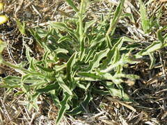 Osteospermum scariosum