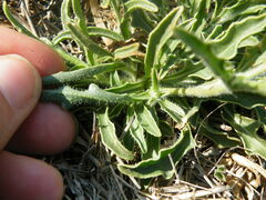 Osteospermum scariosum