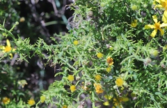 Osteospermum spinosum