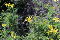 Osteospermum spinosum