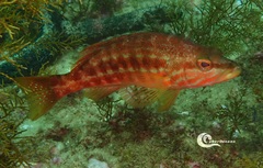 Serranus cabrilla