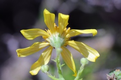 Osteospermum spinosum