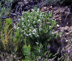 Leucospermum bolusii