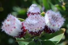 Leucospermum bolusii