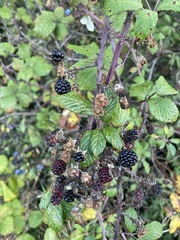Rubus ulmifolius