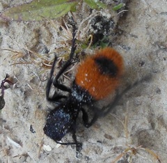 Dasymutilla clotho