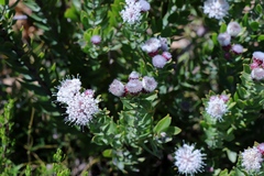 Leucospermum bolusii