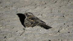Caprimulgus asiaticus