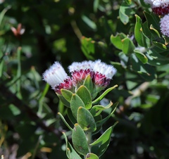Leucospermum bolusii