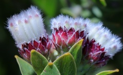 Leucospermum bolusii