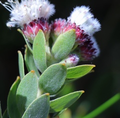 Leucospermum bolusii