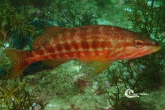 Serranus cabrilla