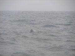 Dermochelys coriacea