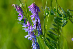 Heteropterus morpheus