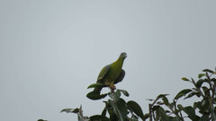 Treron phoenicopterus