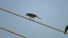 Lanius isabellinus