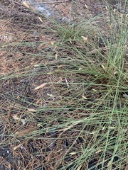 Fimbristylis
