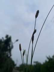 Fimbristylis