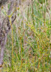 Gleichenia microphylla