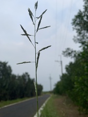 Eriochloa procera