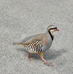 Alectoris chukar