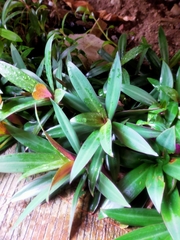Tradescantia spathacea