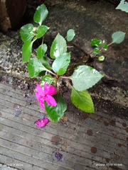Impatiens walleriana