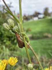 Anabolia