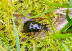 Heteronychus arator