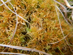 Sphagnum teres